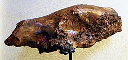 Fossilized cranium of the Miocene bear-dog Cynelos Cynelos lemanensis.JPG