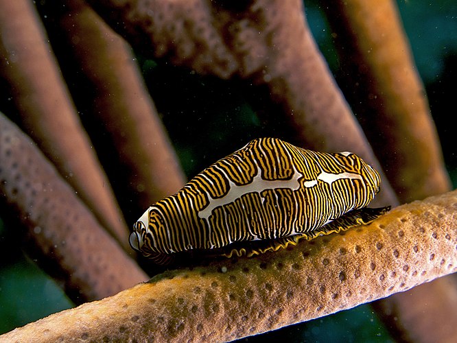 Брюхоногий моллюск знаковая цифома (Cyphoma signatum), Гаити
