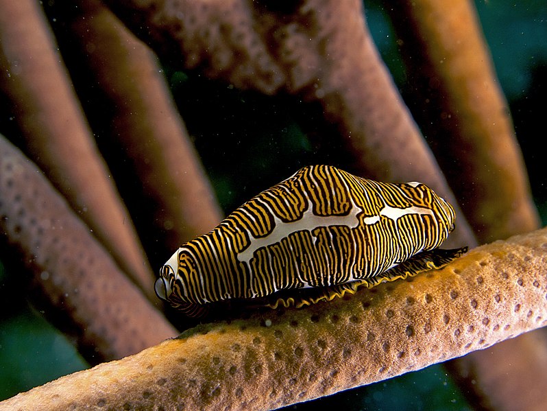 File:Cyphoma signatum (Fingerprint Cowry - Haiti).jpg