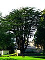 Cypress - panoramio (4).jpg