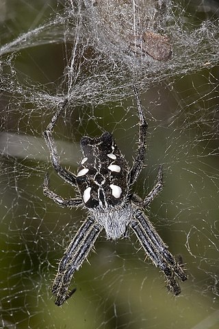 <i>Cyrtophora citricola</i> Species of spider