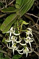 Cyrtorchis arcuata subsp. arcuata South Africa - KwaZulu-Natal