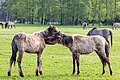 * Nomination Dülmen wild horses at the wild horse track in Merfeld, Dülmen, North Rhine-Westphalia, Germany --XRay 03:31, 19 May 2023 (UTC) * Promotion  Support Good quality. --Rjcastillo 03:56, 19 May 2023 (UTC)