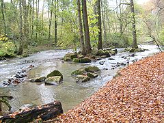 Düssel im NSG Westliches Neandertal