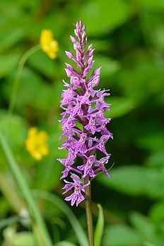 Orquídea manchada comum (Dactylorhiza fuchsii) na península Pakri, noroeste da Estónia. (definição 3 000 × 4 500)