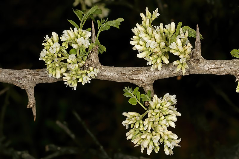 File:Dalbergia melanoxylon 1DS-II 4-5863.jpg