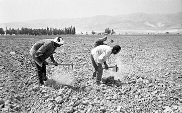 כפריים מעבדים שדה בבקעת פצאל. צילום כמעט זהה מופיע בכתבה