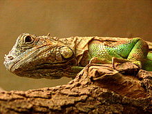 Darica Iguana 07268.jpg