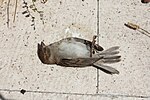 Миниатюра для Файл:Dead bird montenegro.jpg