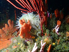 Deepwater urchin and sponges