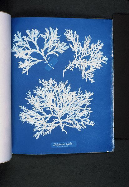 File:Delesseria alata (NYPL b11861683-419644).jpg