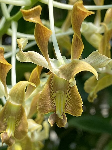 File:Dendrobium discolor flower.jpg