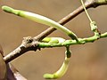 Dendrophthoe falcata var. falcata - Honey Suckle Mistletoe at Blathur 2017 (28).jpg