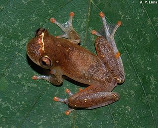 <i>Dendropsophus rossalleni</i> Species of frog