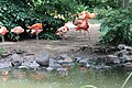 Anlage für Flamingos