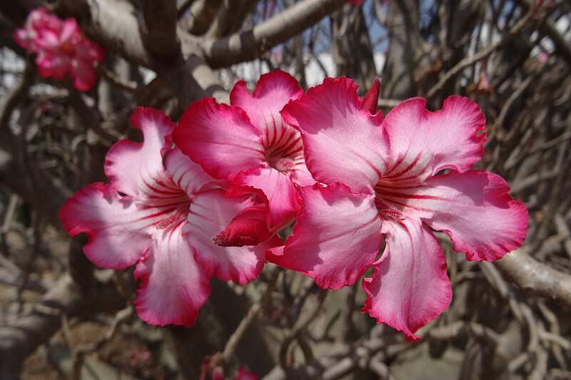 File:Desert rose flowers.jpg