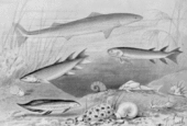 Devonianfishes ntm 1905 smit 1929.gif