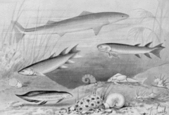 Early shark Cladoselache, several lobe-finned fishes, including Eusthenopteron that was an early marine tetrapod, and the placoderm Bothriolepis in a painting from 1905