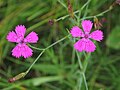 Dianthus deltoides