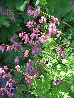 Kesäpikkusydän (Dicentra formosa)