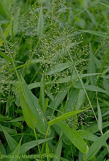 <i>Dichanthelium clandestinum</i> Species of grass