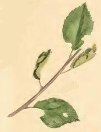 A sprig of sloe with leaves rolled up by larva Dichomeris derasella a sprig of sloe with leaves rolled up by larva.JPG