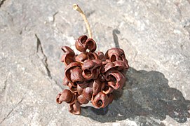 infrutescence de Dichrostachys cinerea