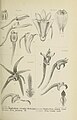 Dendrobium macrostachyum (as syn. Dendrobium tetrodon) figure 285 in: Johannes Jacobus Smith: Die Orchideen von Java Figuren-Atlas - 4. Heft Leiden (1911)