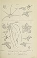 Thrixspermum centipeda figure 428 in: Johannes Jacobus Smith: Die Orchideen von Java Figuren-Atlas - 5. Heft Leiden (1912)