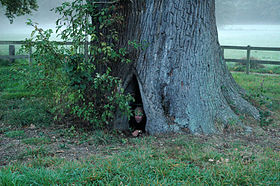 Dikke Boom: this is the largest oak tree in the Netherlands today. The Dutch thought oak trees sacred. Dikke boom.jpg