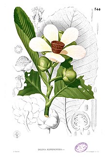 Dillenia reifferscheidia Ботаническая иллюстрация из книги Франсиско Мануэля Бланко Flora de Filipinas, 1880—1883