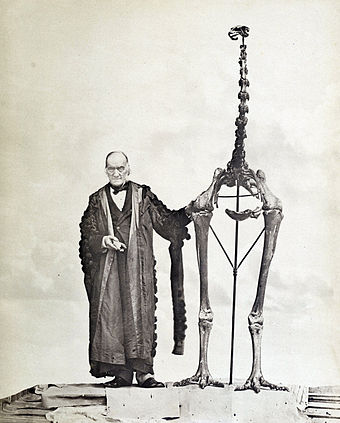 Sir Richard Owen holding the first discovered moa fossil and standing with a Dinornis skeleton, 1879