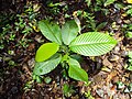 Thumbnail for Dipterocarpus
