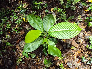 <i>Dipterocarpus bourdilloni</i> Species of tree