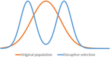 A graph showing selection for the extremes and against the mean. Disruptive selection.png