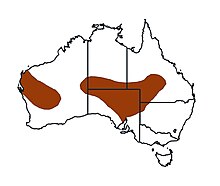 Distribution Map of Egernia Stokesii.jpg