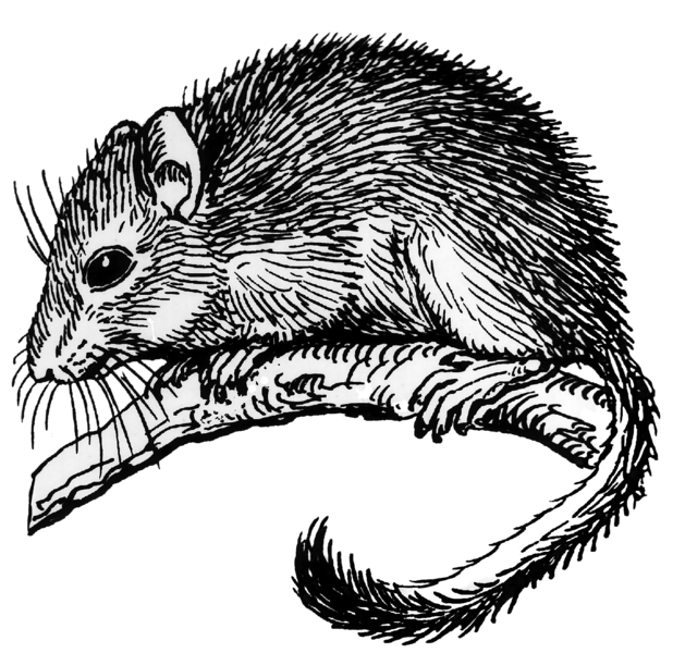 File:Dormouse (PSF).png