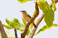 Huis ten bosch ini Cisticola (Cisticola guinea).jpg