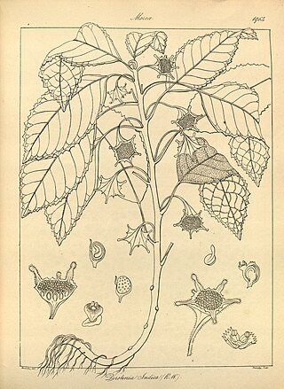 <i>Dorstenia indica</i> Species of flowering plant