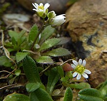 Whitlowgrasses can look as if they have 8 petals Draba verna whole.jpg