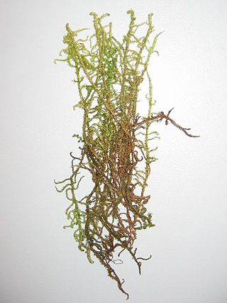 <i>Hamatocaulis vernicosus</i> Species of moss