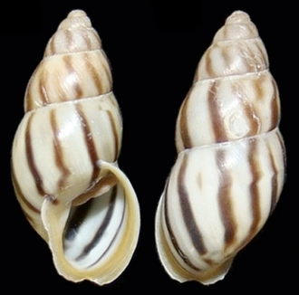 Apertural and abapertural view of the shell of Drymaeus cecileae. Shell height 21.0 mm. Drymaeus cecileae shell.png