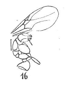 File:Drymomyrmex fuscipennis mâle Wheeler 1937 N. Théobald éch R805 x3 p. 216 Pl. XV Hyménoptères du Sannoisien de Kleinkembs.pdf