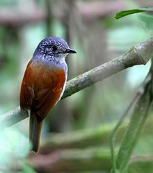 Dysithamnus xanthopterus - Rufous destekli Antvireo.jpg