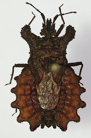 <span class="mw-page-title-main">Aradidae</span> Family of insects