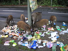 An adult sow and young that have broken open a litter bag in Berlin seeking food Dziki na smieciach Berlina.jpg