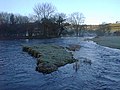 Early morning on the River Teifi - geograph.org.uk - 86176.jpg