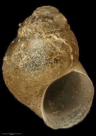 <i>Eatoniella pullmitra</i> Species of gastropod
