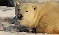 Eclair the polar bear (6356355239).jpg