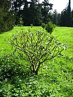Edgeworthia chrysantha.jpg